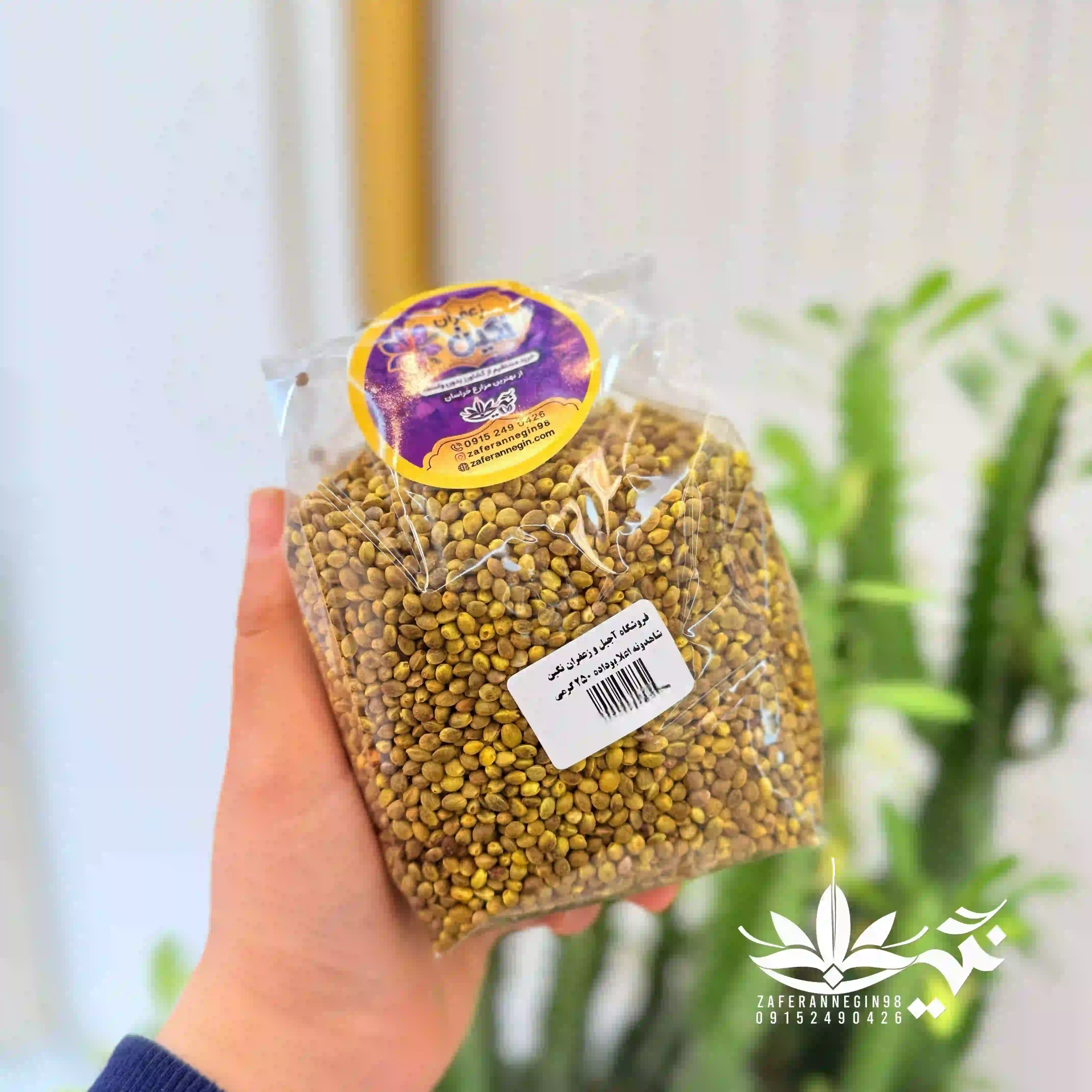 شاهدانه
