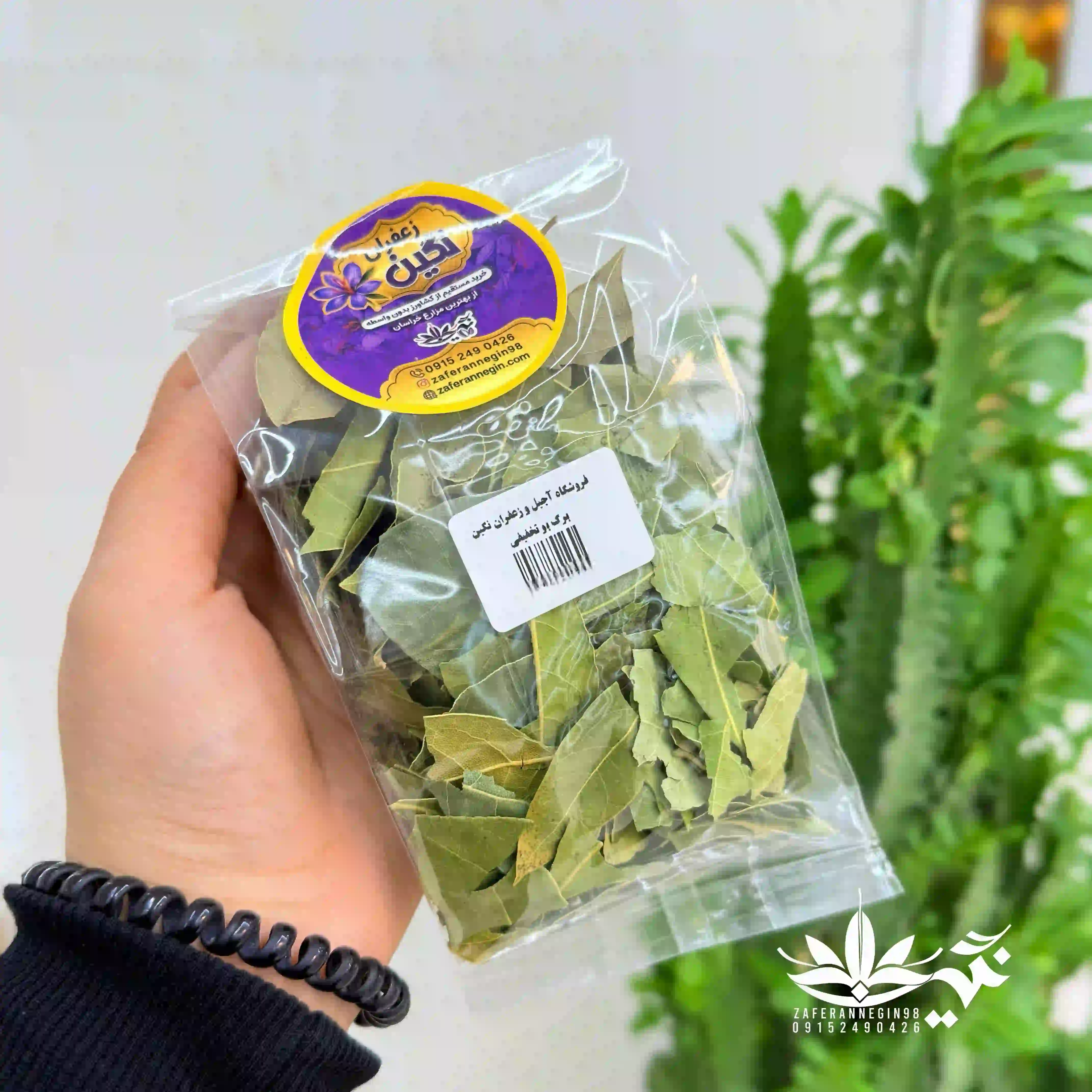 برگ بو شکسته 