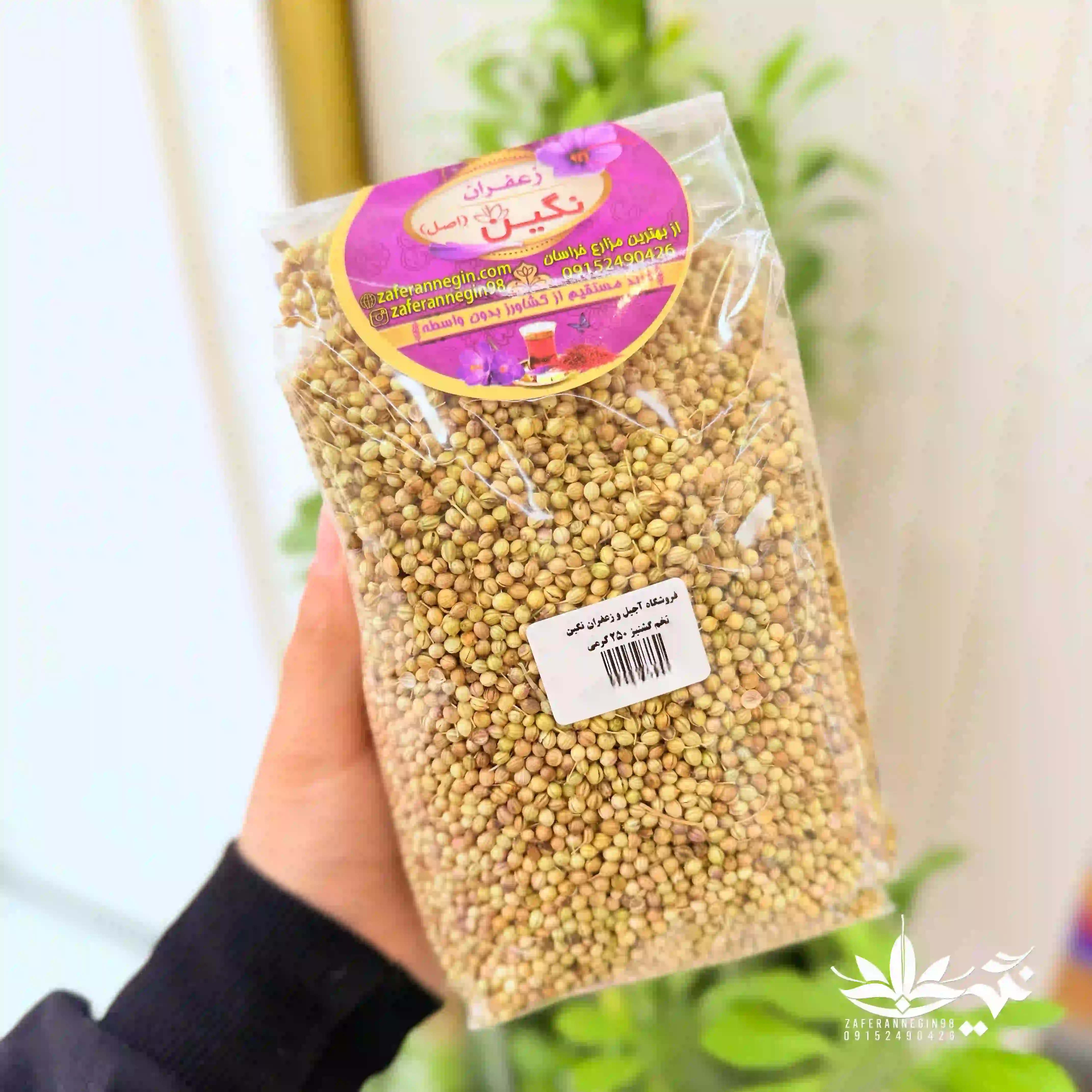 تخم گشنیز