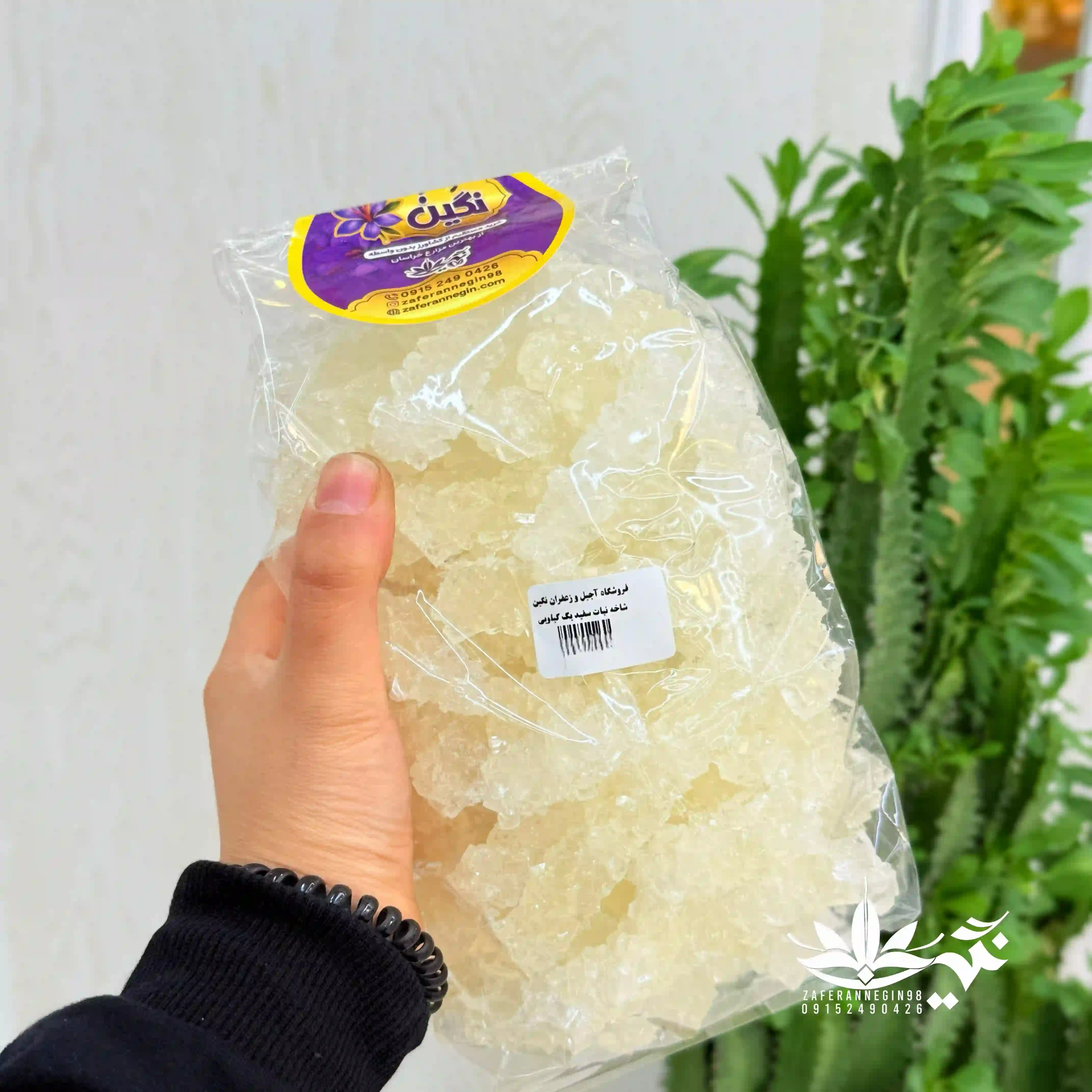 نبات  شاخه طبیعی سفید 